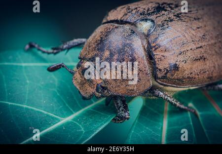 Orange-brown color Old Beetle on a leaf, macro close up wildlife photo. Stock Photo