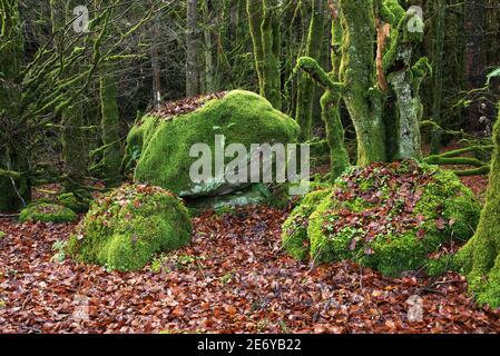 Big glacier stones in Cavan Burren Park , Co Cavan, Ireland, Stock Photo