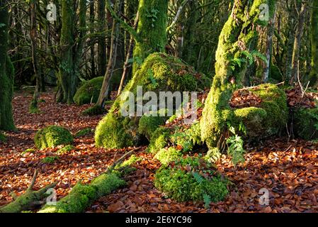 Big glacier stones in Cavan Burren Park , Co Cavan, Ireland, Stock Photo