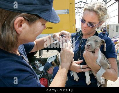 Tlc animal hospital hi-res stock photography and images - Alamy