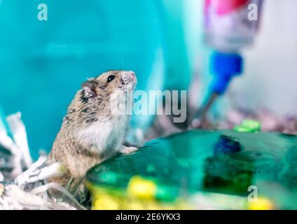A pet hamster with a bulging cheek pouch in a cage Stock Photo
