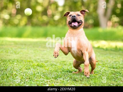 A happy Pit Bull Terrier mixed breed dog jumping and playing with a ball outdoors Stock Photo
