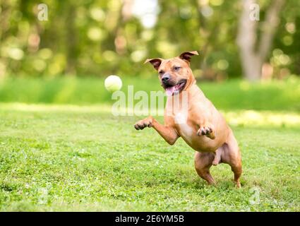 A happy Pit Bull Terrier mixed breed dog jumping and playing with a ball outdoors Stock Photo