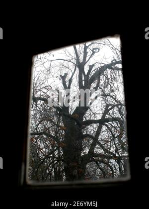 A view of the 150 to 170-year-old chestnut tree from the attic in the house where Anne Frank lived in Amsterdam, November 16, 2007. Activists opposed to the felling of the chestnut tree Anne Frank could see as she hid from the Nazis on Thursday won the right to a court hearing that may save it from the chop. The tree, behind the Amsterdam warehouse annex where Anne Frank hid from the Nazis until 1944, is so diseased and damaged that there is a risk it could topple over.  REUTERS/Jerry Lampen (NETHERLANDS)