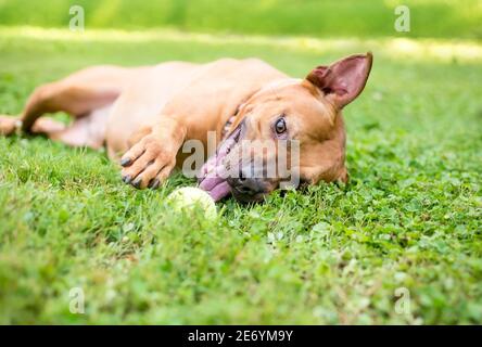 A Pit Bull Terrier mixed breed dog rolling in the grass and playing with a ball Stock Photo