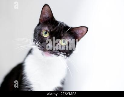 A cute black and white shorthair cat looking at the camera with a head tilt and curious expression Stock Photo