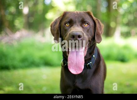 A purebred Chocolate Labrador Retriever dog panting heavily with a long tongue hanging out of its mouth Stock Photo