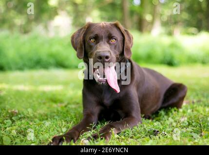 A purebred Chocolate Labrador Retriever dog lying down and panting heavily with a long tongue hanging out of its mouth Stock Photo