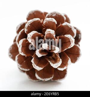 Close-up of a brown and white pine cone with snow Stock Photo