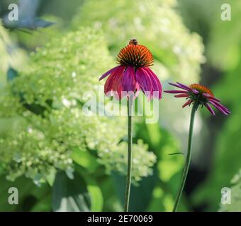 Close up of a bee on a Pink Magnus coneflower with  huge seed head and very fragrant with limelight hydrangea in the background Stock Photo
