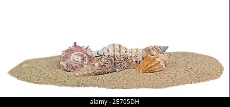 Sea snails in the sand against white background Stock Photo