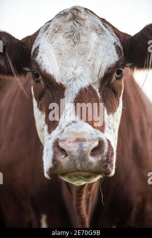 Cow in Pampas Countryside, La Pampa Province, Patagonia, Argentina. Stock Photo