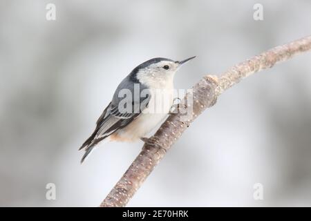 White breasted nuthatch Sitta carolinensis perching in winter Stock Photo