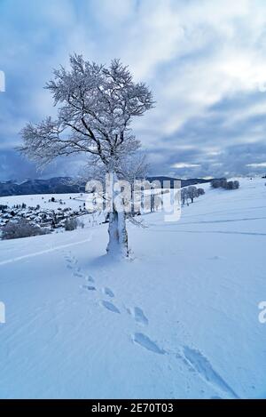 lonely tree in black and white with fog Stock Photo - Alamy