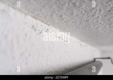 Dark green mould spots on a white ingrain wood chip wallpaper on the ceiling of a room. A cold and wet outer wall causes mildew. Stock Photo