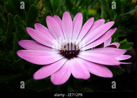 Dimorphotheca Ecklonis African ornamental flower head with pollen on the stamens close up. Stock Photo