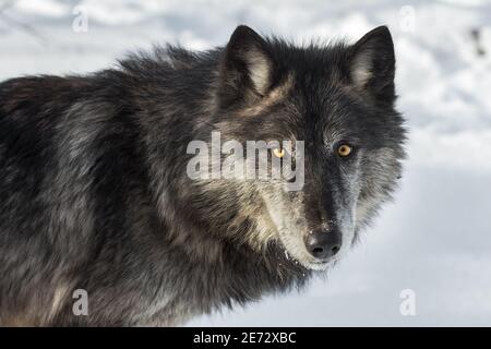 Black-Phase Grey Wolf (Canis lupus) Shoulders and Head Winter - captive animal Stock Photo