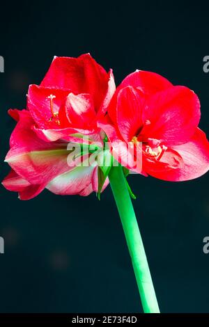 Vibrant red Hippeastrum (Amaryllis), stunning on a dark background Stock Photo