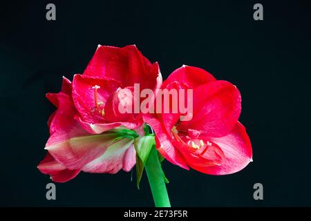 Close up of a vibrant red Hippeastrum (Amaryllis), stunning on a black background Stock Photo