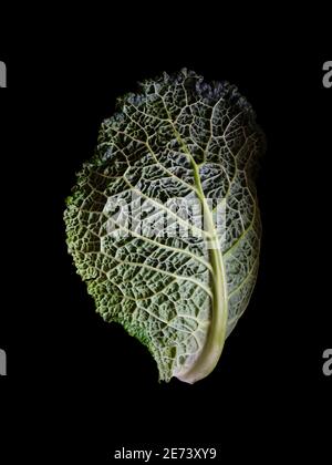 Savoy cabbage (Brassica oleracea var. sabauda) Stock Photo