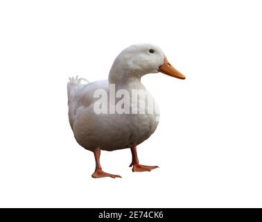 Large white duck in full growth isolated on white background Stock Photo