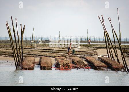 Oyster farming in Bassin d'Arcachon, Gironde, France, Europe. Man is working with low tide in the Atlantic Ocean near Arcachon Stock Photo