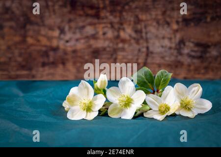 white hellebore the winter rose , flowers in a row ,shot for copy space, text overlay wood background Stock Photo