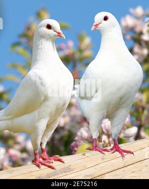 Two white pigeon on flowering background - imperial pigeon - ducula Stock Photo