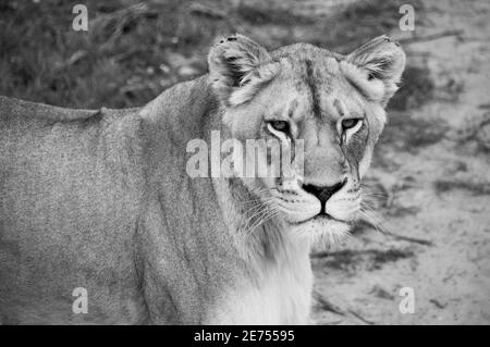 portrait of lioness in black and white Stock Photo