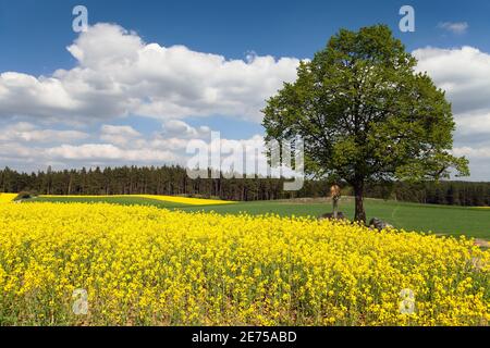 way between rapeseed field and lime tree with crucifix Stock Photo