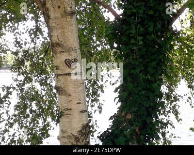 Heart carved in the bark of a tree. Love Carved on a Tree. Stock Photo