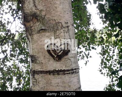 Heart carved in the bark of a tree. Love Carved on a Tree. Stock Photo