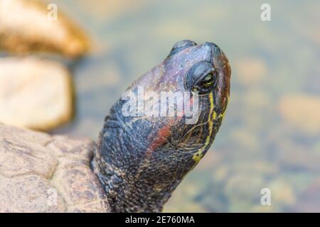 Chrysemys Picta, or painted turtle, in Singapore Botanic Gardens Stock Photo