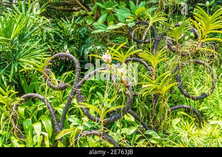 Beautiful vegetation in Singapore botanic gardens Stock Photo