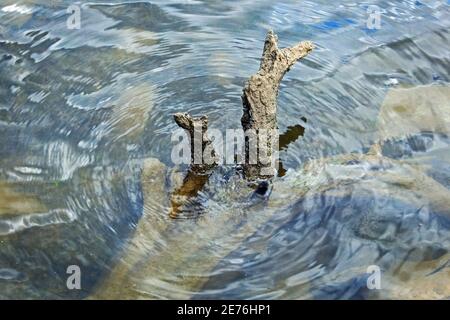 Fallen tree limbs emerging from water. Stock Photo