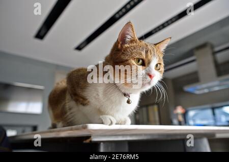 Male Scotch fold White stripes, three colors, sitting, resting on the table. Stock Photo