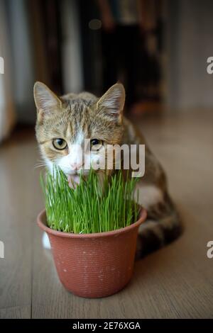 Male Scotch fold White stripes, three colors, Eating wheat plants in pots. Stock Photo