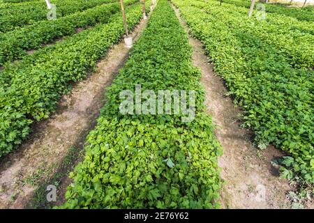 White mugwort (Artemisia lactiflora, Guizhou) in vegetable garden has medicinal properties Stock Photo