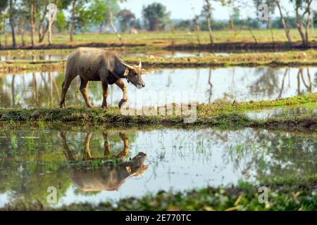 One buffalo walking on the ground reflected in the water in the countryside of Thailand. Stock Photo