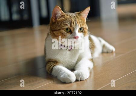 Male Scotch fold White stripes, three colors, sitting, resting on wooden floor. Stock Photo