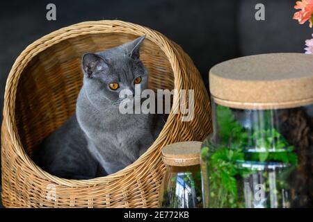 British shorthair blue-grey color sitting in a rattan basket and looked at the glass jar of the Little Forest Terrarium. Stock Photo