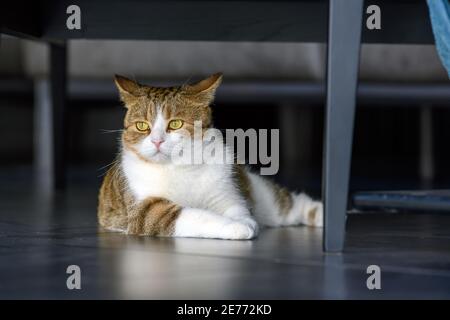The orange striped Scotch Lying under a chair on a black floor He was suspicious and paranoid. Stock Photo