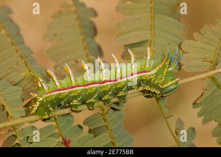 Royal Moth larva Day 31, Syssphinx raspa, Saturniidae. Length 40 mm. Feeding on Prairie Acacia, Acacia angustissima. Adult images 14080617-14080626 Stock Photo