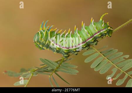Royal Moth larva Day 36, Sphingicampa raspa, Saturniidae. Length 50 mm. Feeding on Prairie Acacia, Acacia angustissima. Adult images 14080617-14080626 Stock Photo