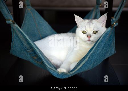 British shorthair breed, Silver shade colour and Green eyes , Resting on a blue denim Crib Is a beautiful cat and a good pedigree. Stock Photo