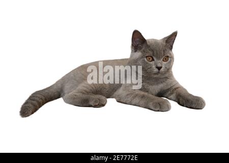 British shorthair cat, blue-gray color with orange eyes. Sitting and resting on the floor looking to the side on white background. Stock Photo