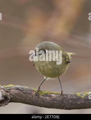 Ruby-crowned Kinglet (Corthylio calendula), Sacramento County California USA Stock Photo