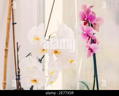 Pretty flowering open white and pink orchids on light background Stock Photo