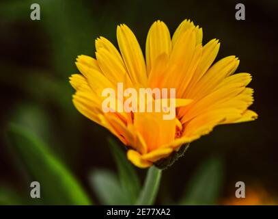 Pretty large orange marigold flower at green background summer day Stock Photo