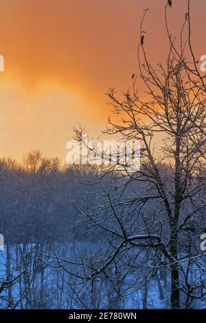 Snowing in real winter pretty red deep amazing sunset evening Stock Photo